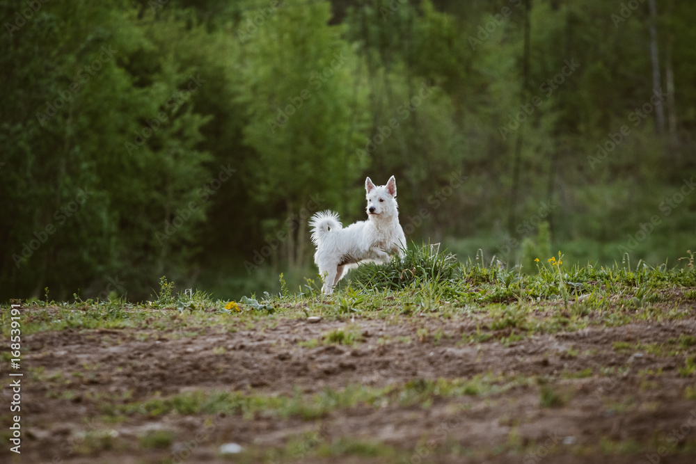 Fototapeta premium Little dog running in park