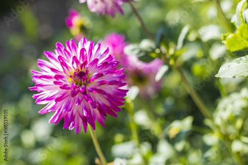 Fototapeta Naklejka Na Ścianę i Meble -  Pink Dahlia Flower