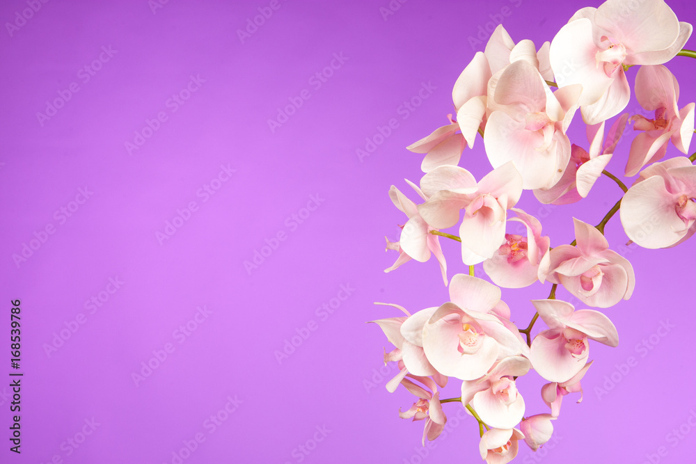 Pink Orchids on a pink background