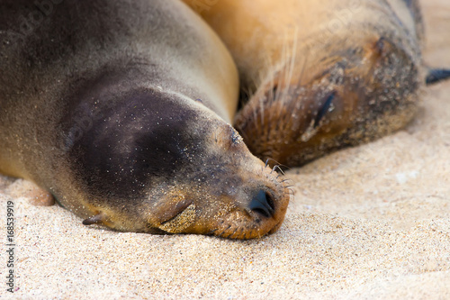 Two fur seals are sleeping on the sand. Ecuador. The Galapagos Islands.