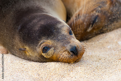 Two fur seals are sleeping on the sand. Ecuador. The Galapagos Islands. Isla San Cristobal Island