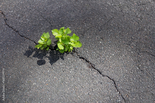 green plants sprouted in the asphalt