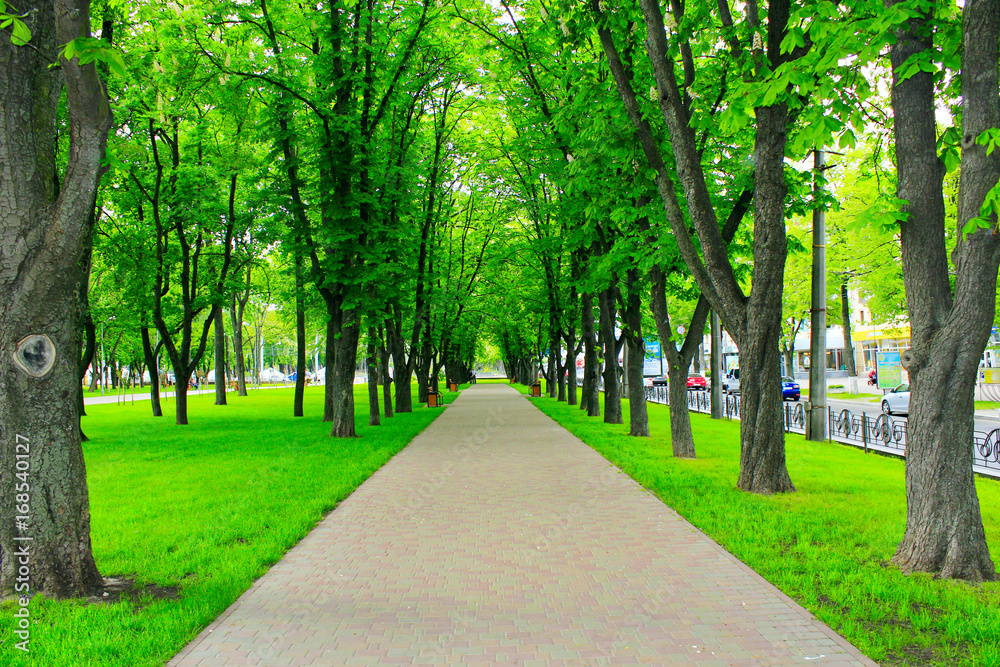Beautiful park with many green trees and path