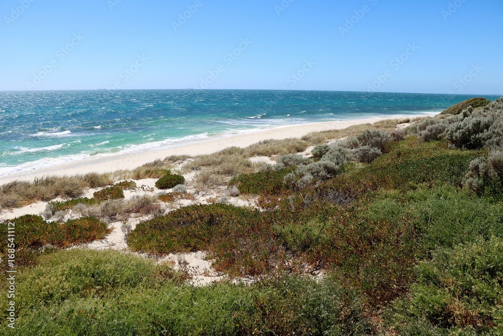 Green Dunes of Cottesloe Beach at Indian Ocean in summer, Western Australia 