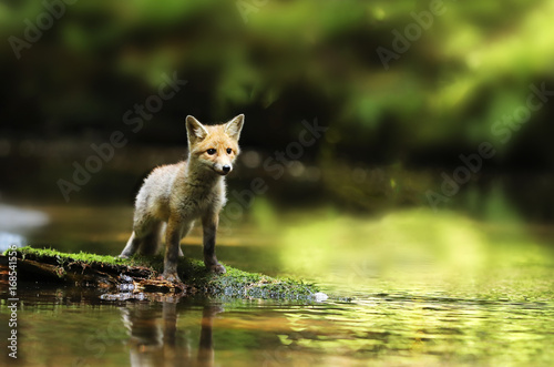 Young red fox stay in river being watchfull - Vulpes vulpes