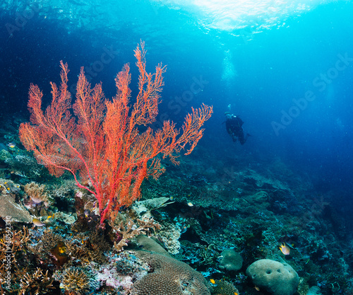 Red soft coral and diver in background