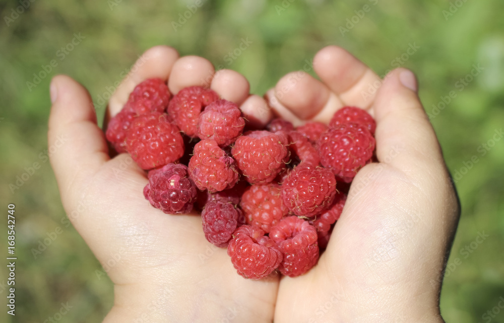Heart from raspberry in children's hands Heart from raspberry in children's hands