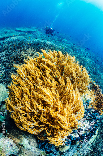 Soft coral and diver on background