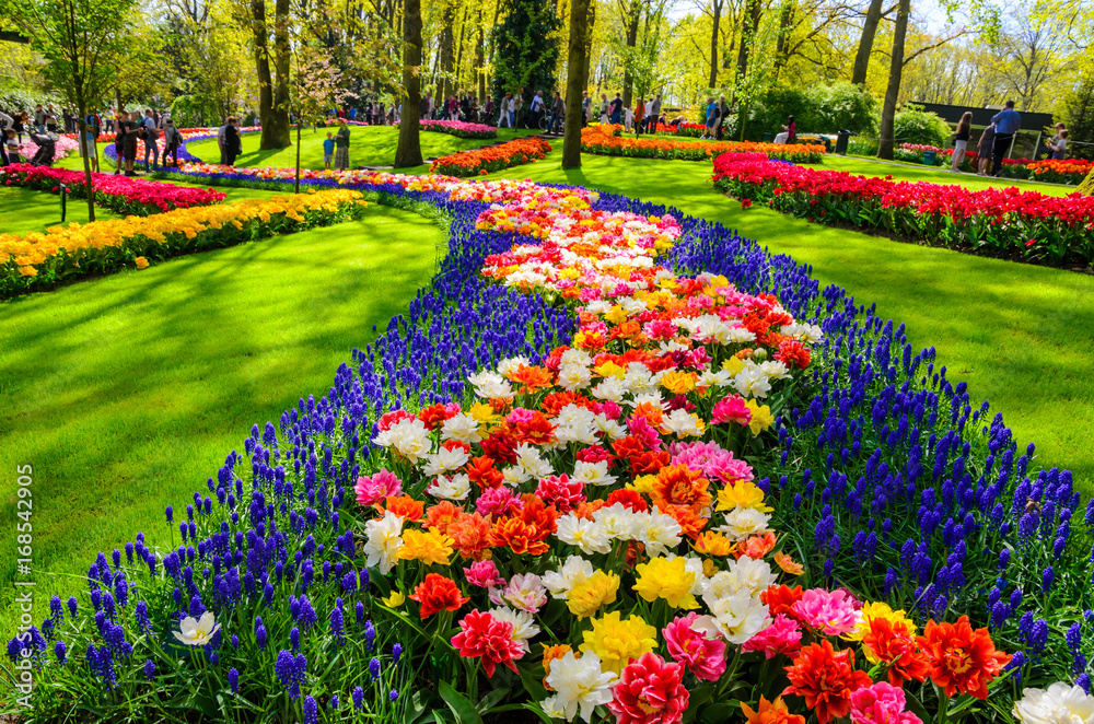 Blooming flowers in Keukenhof park in Netherlands, Europe.