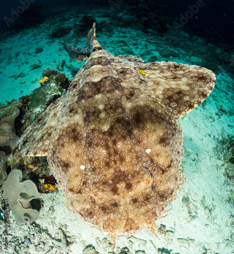 Wobbegong Shark (Carpet Shark)