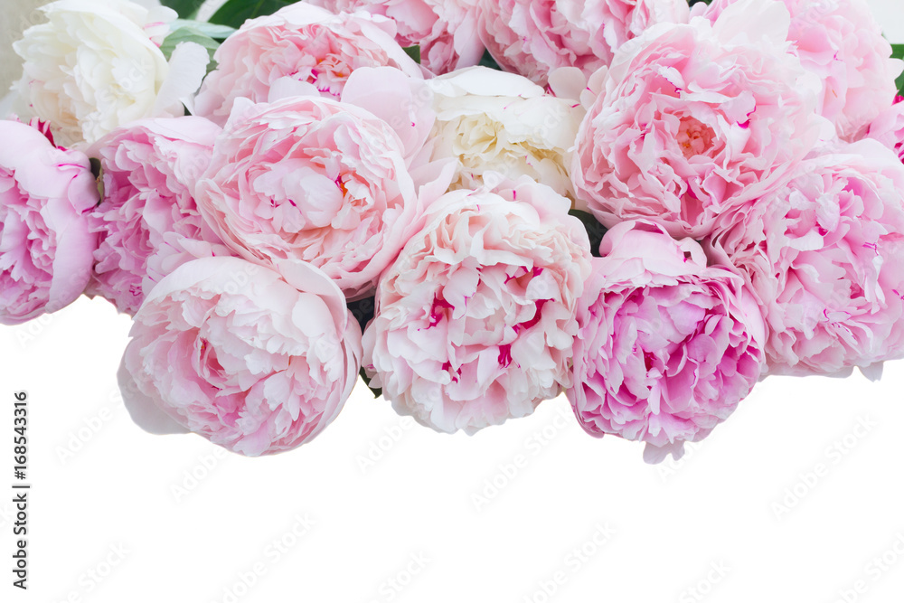 Fresh peony flowers colored in shades of pink close up border isolated on white background Fresh peony flowers colored in shades of pink close up border isolated on white background