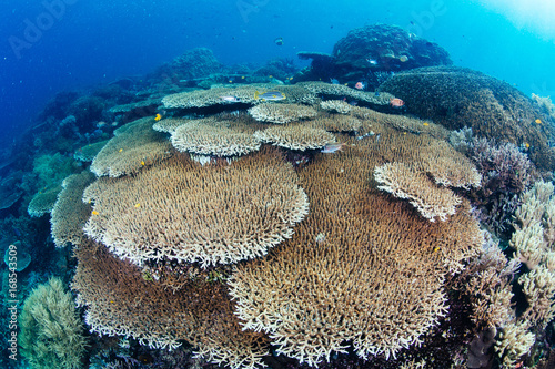 Hard table corals reefscape