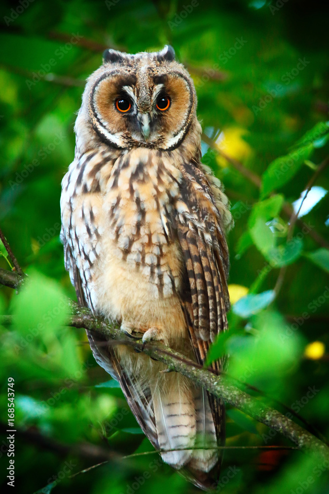 Obraz premium long eared owl