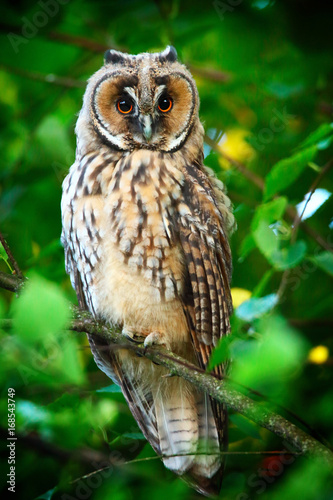 long eared owl