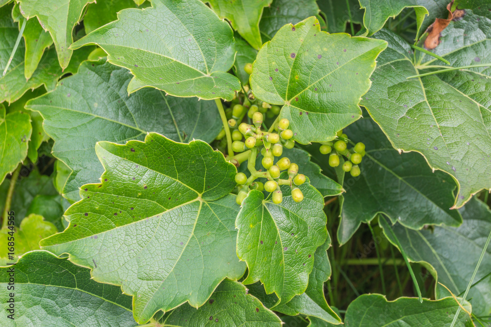 Wilder Wein mit Früchten Wilder Wein mit Früchten