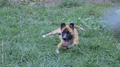 Cute dog , nice little dog photo