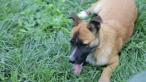 The dog is breathing on the lawn, dog in the park, the dog is resting, dog photo