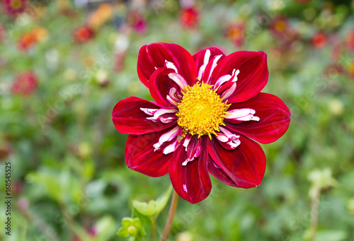 Fototapeta Naklejka Na Ścianę i Meble -  Dahlie mit roter Blüte