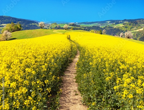 Field of rapeseed, canola or colza with path way