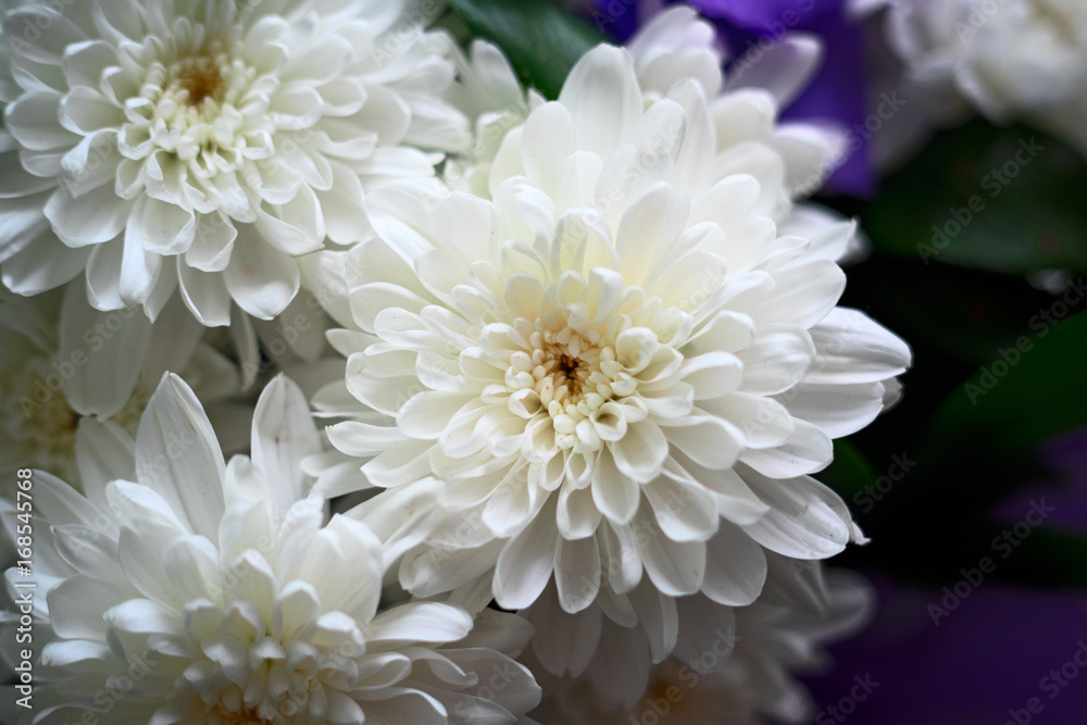 White flowers in a bouquet of Chrysanthemums, close