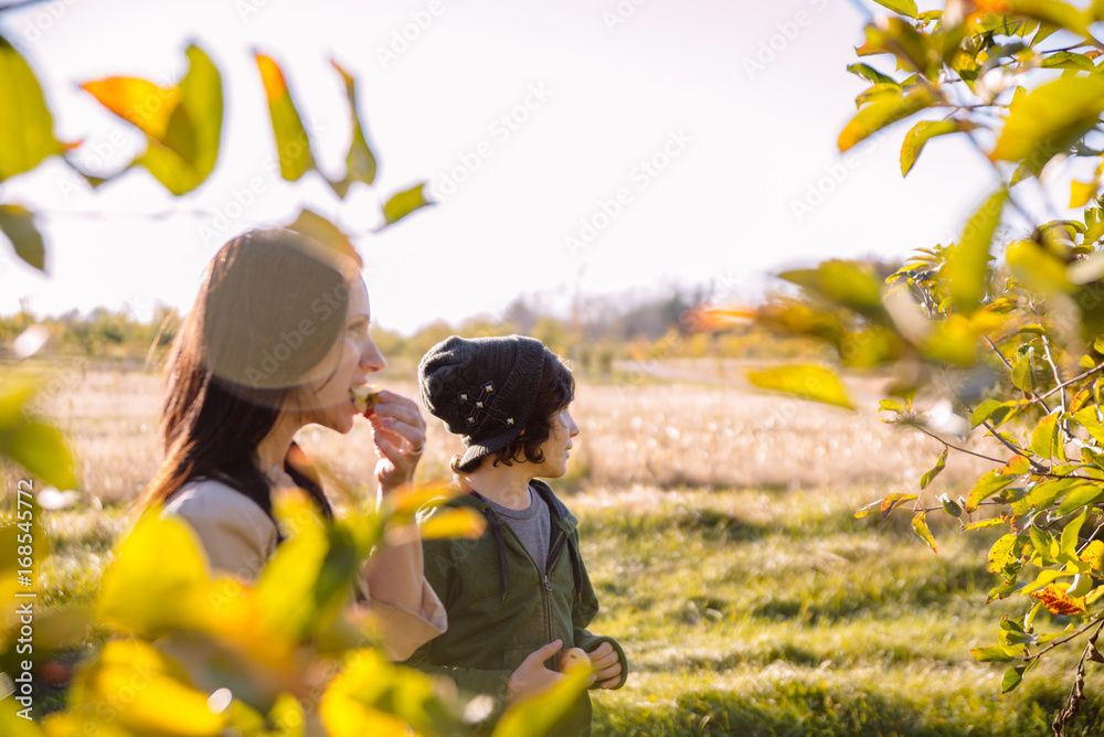 Fototapeta premium Family picking apples in orchard