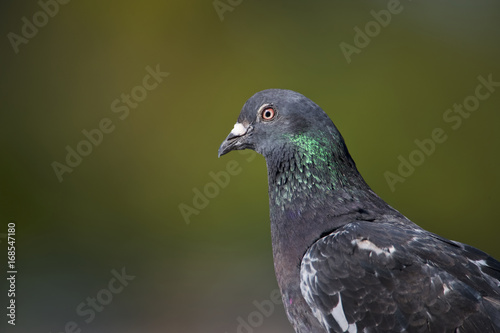 Rock Dove (Columba livia)