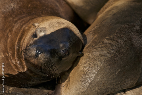 California Sealion (Zalophus californianus)