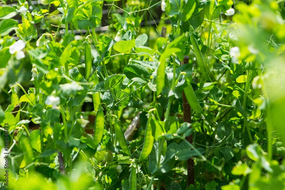 Obraz premium Pea growing in garden
