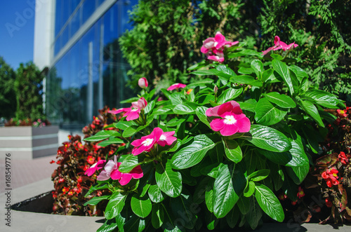 Beautiful flowers in front of an office building with blue windows © Евгений Вдовин