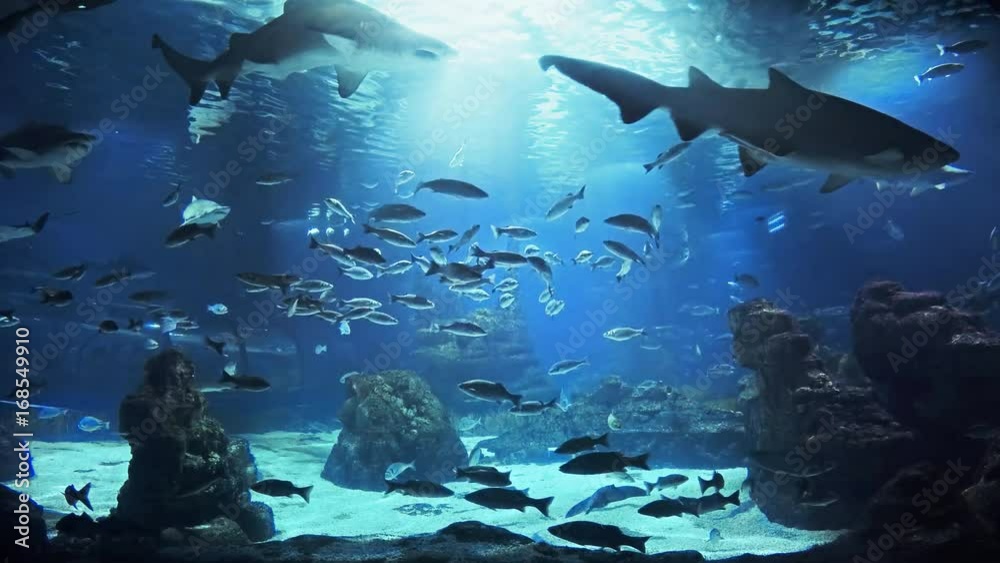 Beautiful fish oceanarium, deep underwater world panoramic view, different water animal species swimming in large Barcelona aquarium, sea scene view with natural light rays, shining through the water.