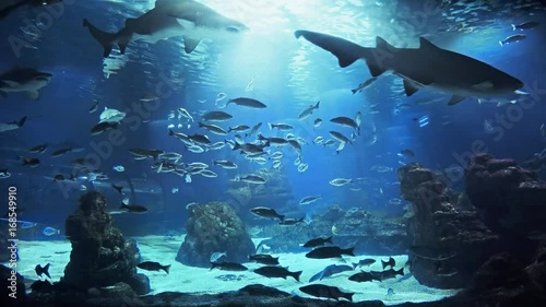 Beautiful fish oceanarium, deep underwater world panoramic view, different water animal species swimming in large Barcelona aquarium, sea scene view with natural light rays, shining through the water.