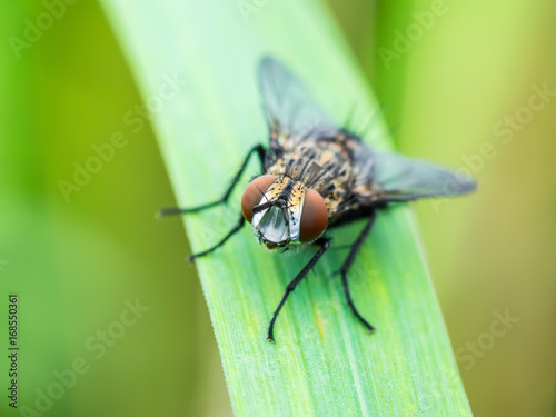 Diptera Fly Insect on Green Grass