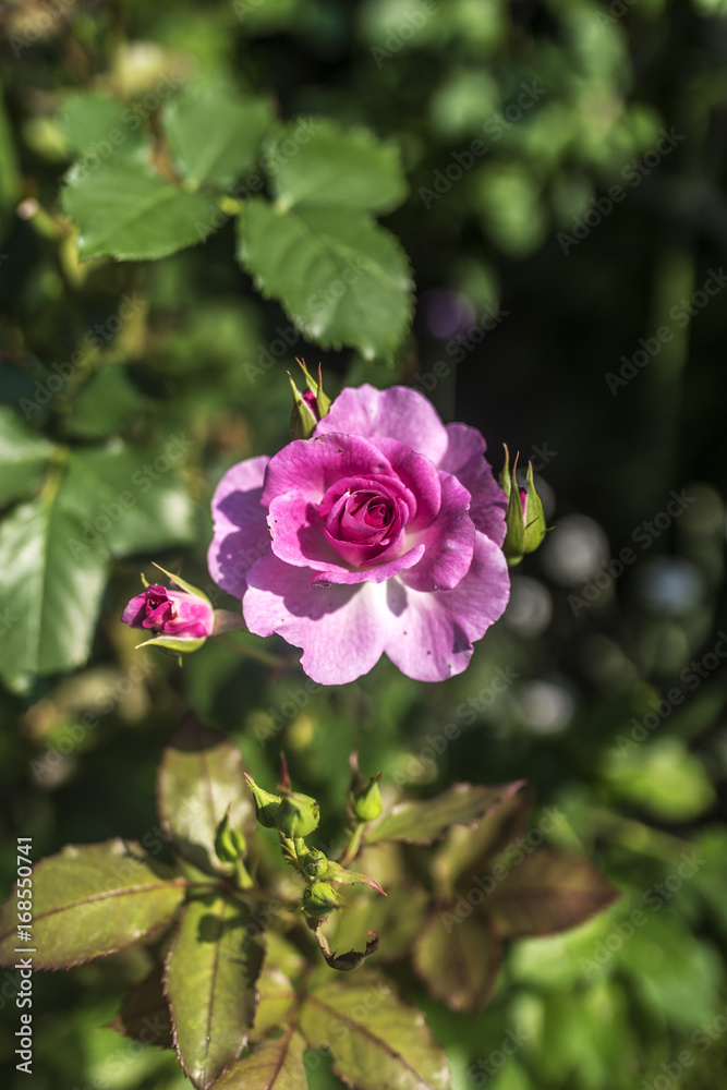 ピンクの薔薇 ピンクの薔薇