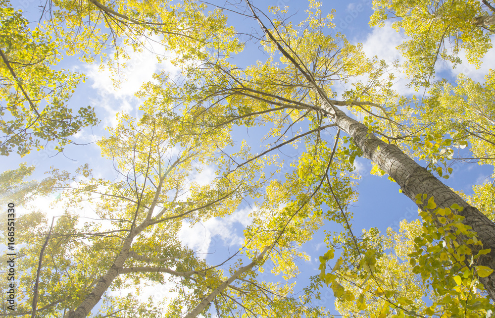 Fototapeta premium Tree trunks looking up towards the sky with yellow fall leaves