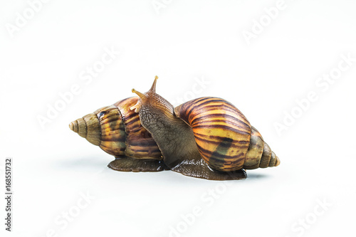 snails on white background  ,Can convey the love of young people or competition