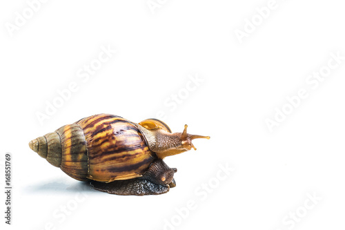 snails on white background  ,Can convey the love of family or Love between mother and child