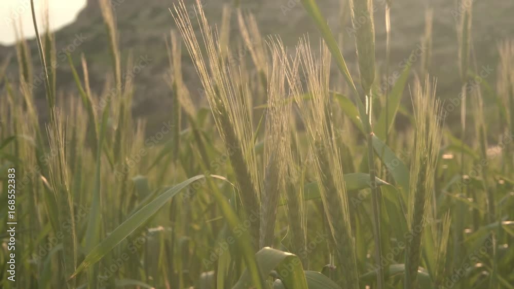 High fresh grass in meadow at sunset. Green wheat swaying in wind at sundown. Field in summer evening. Rays of sun High fresh grass in meadow at sunset. Green wheat swaying in wind at sundown. Field in summer evening. Rays of sun