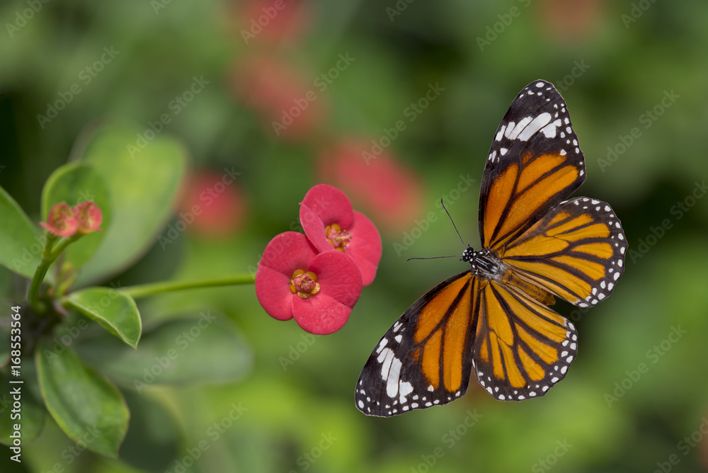 Beautiful butterfly with pink flowers Beautiful butterfly with pink flowers