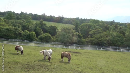 pony