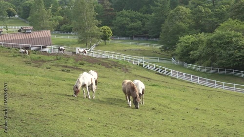 pony