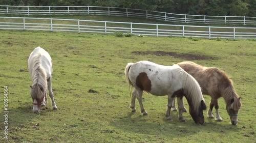 pony