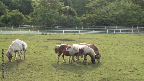 pony