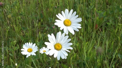 marguerite