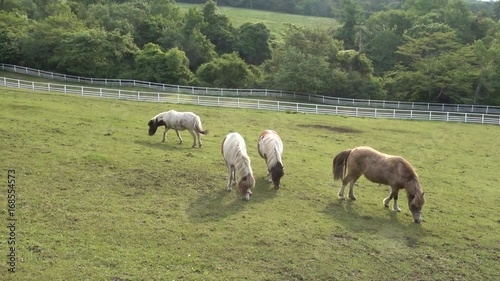 pony