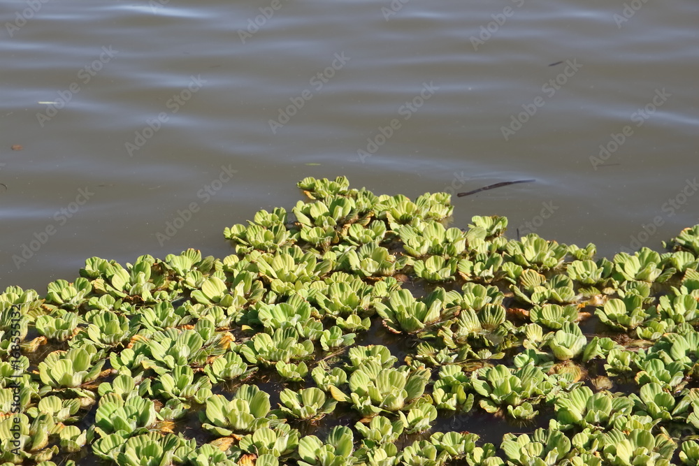 water plant water plant