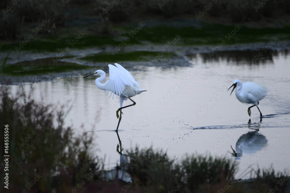 egrets egrets
