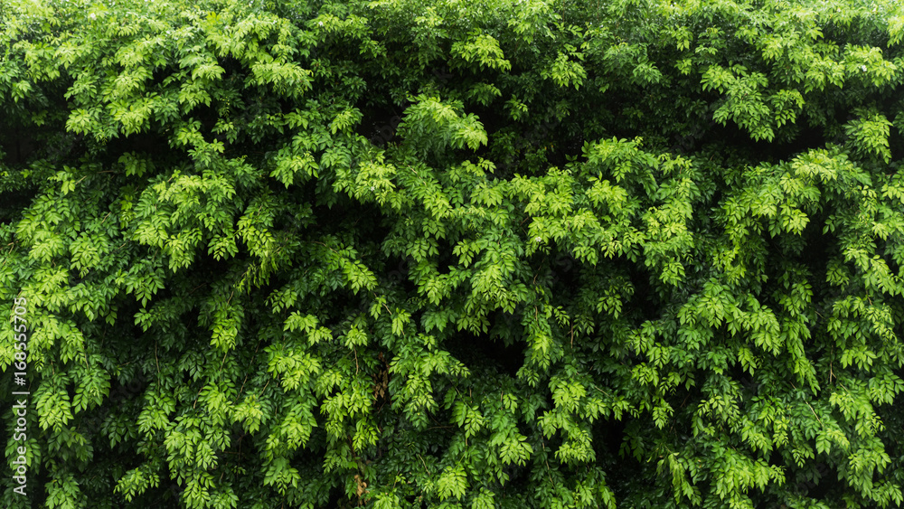 Nature green leaf background and textured, Leaves wall for background panorama