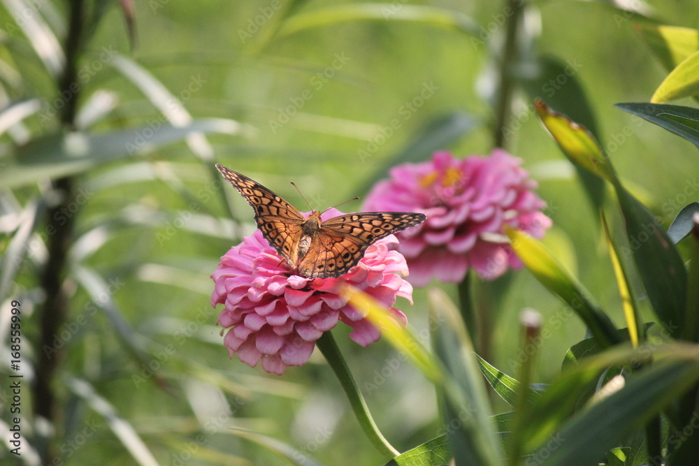 Orange butterfly spread wings on a pink zinnia Orange butterfly spread wings on a pink zinnia