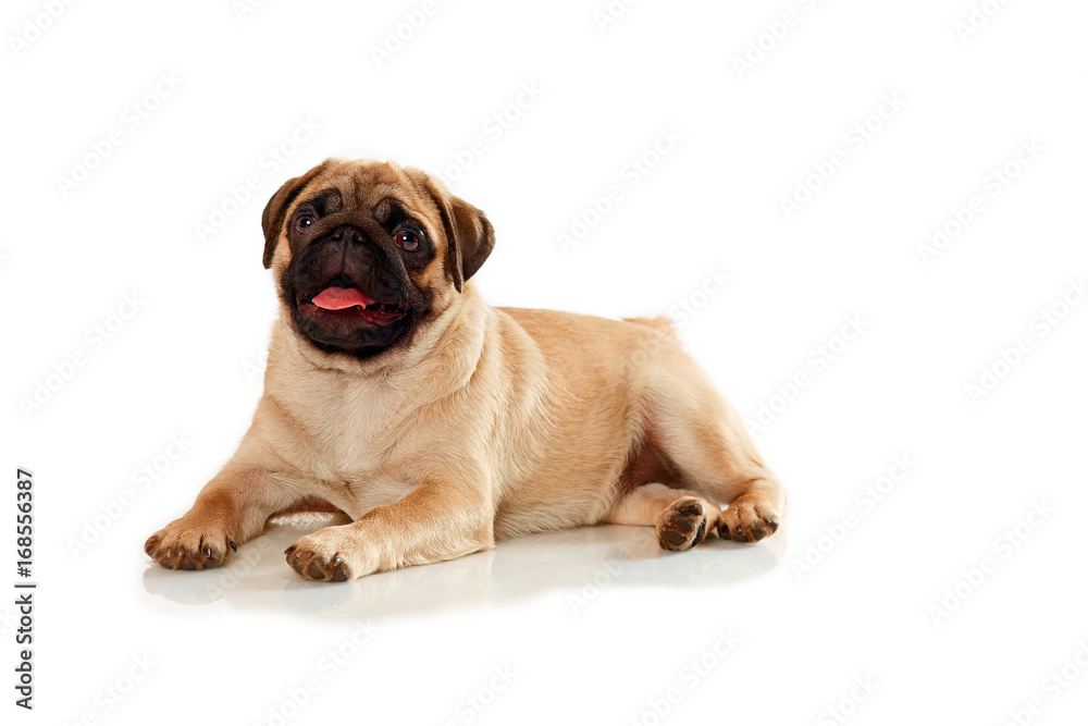 Puppies of pug isolated on a white background Puppies of pug isolated on a white background
