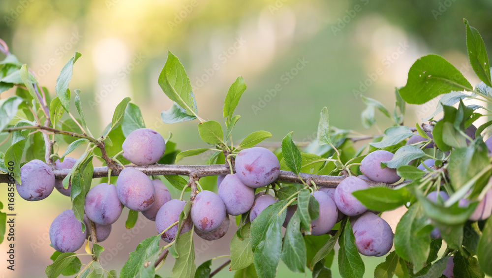 Plums on Tree Vine Fruit Orchard Whole Organic Food Plums on Tree Vine Fruit Orchard Whole Organic Food